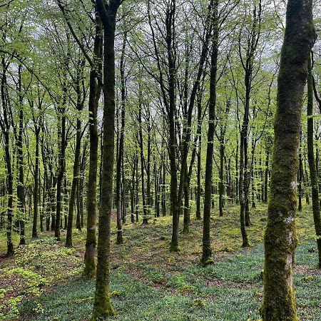 Mullaghmeen Forest Mullingar Exterior photo