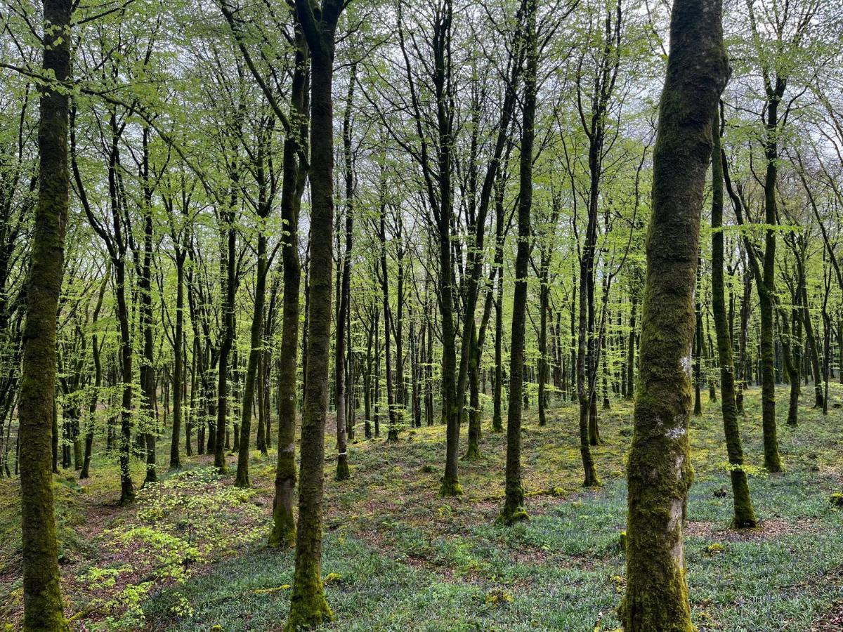 Mullaghmeen Forest Mullingar Exterior photo